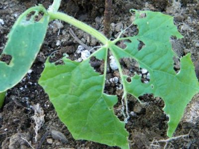 Spring Peeper Farm Update Image